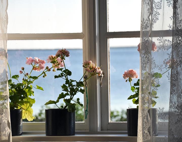 Kesällä pelargoniat kukkivat ikkunalaudalla