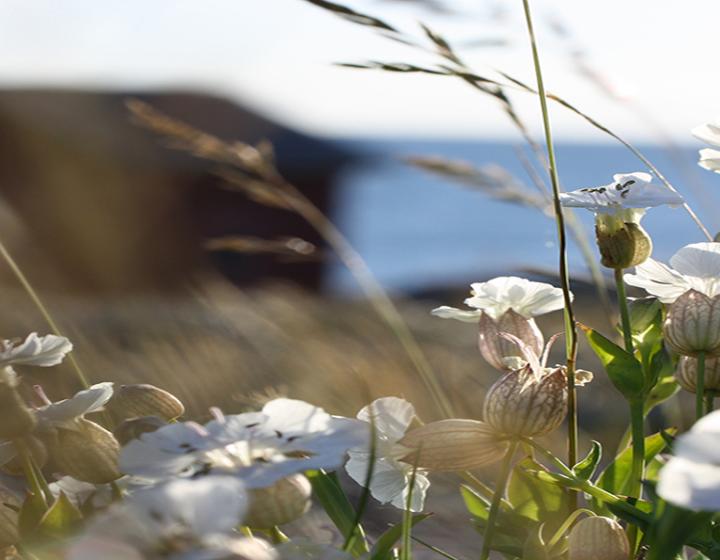 Valkoiset kesäkukat kukkivat merenrannalla